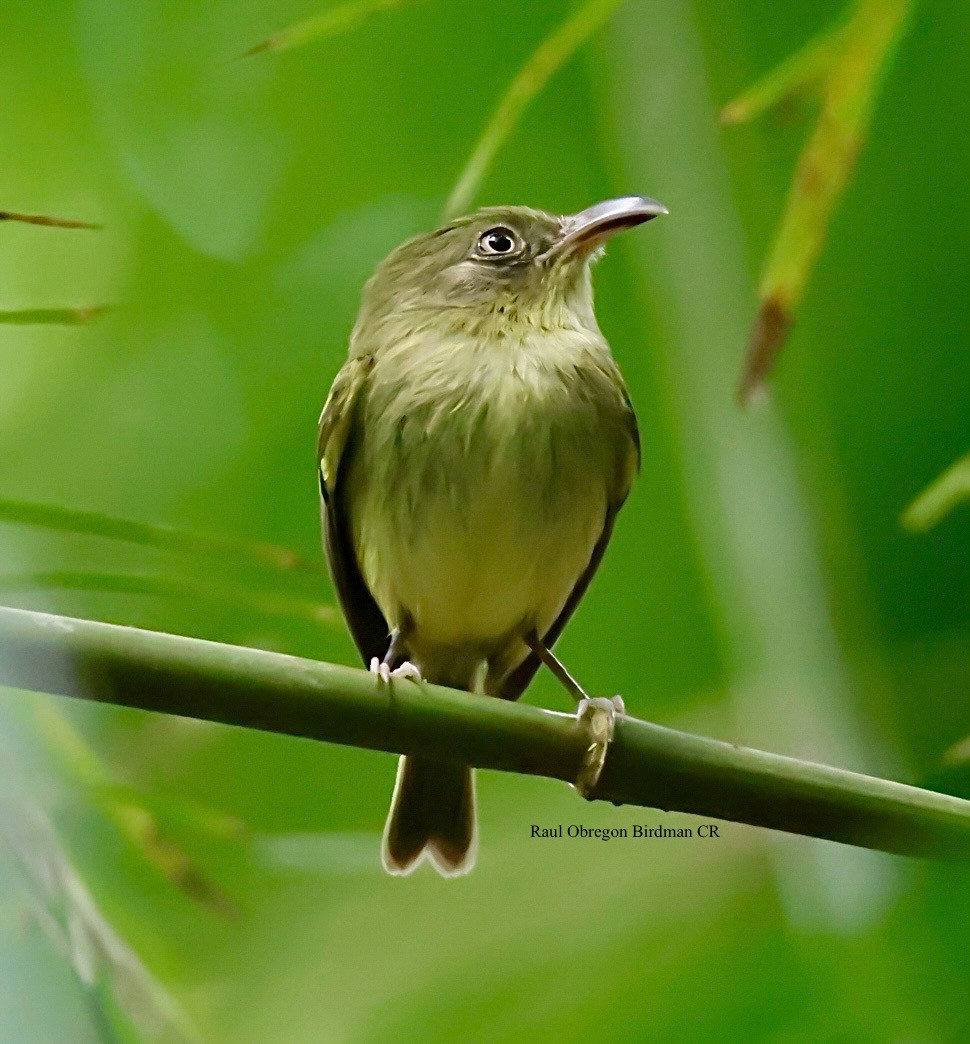 Southern Bentbill - ML645653316