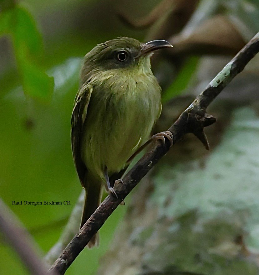 Southern Bentbill - ML645653317