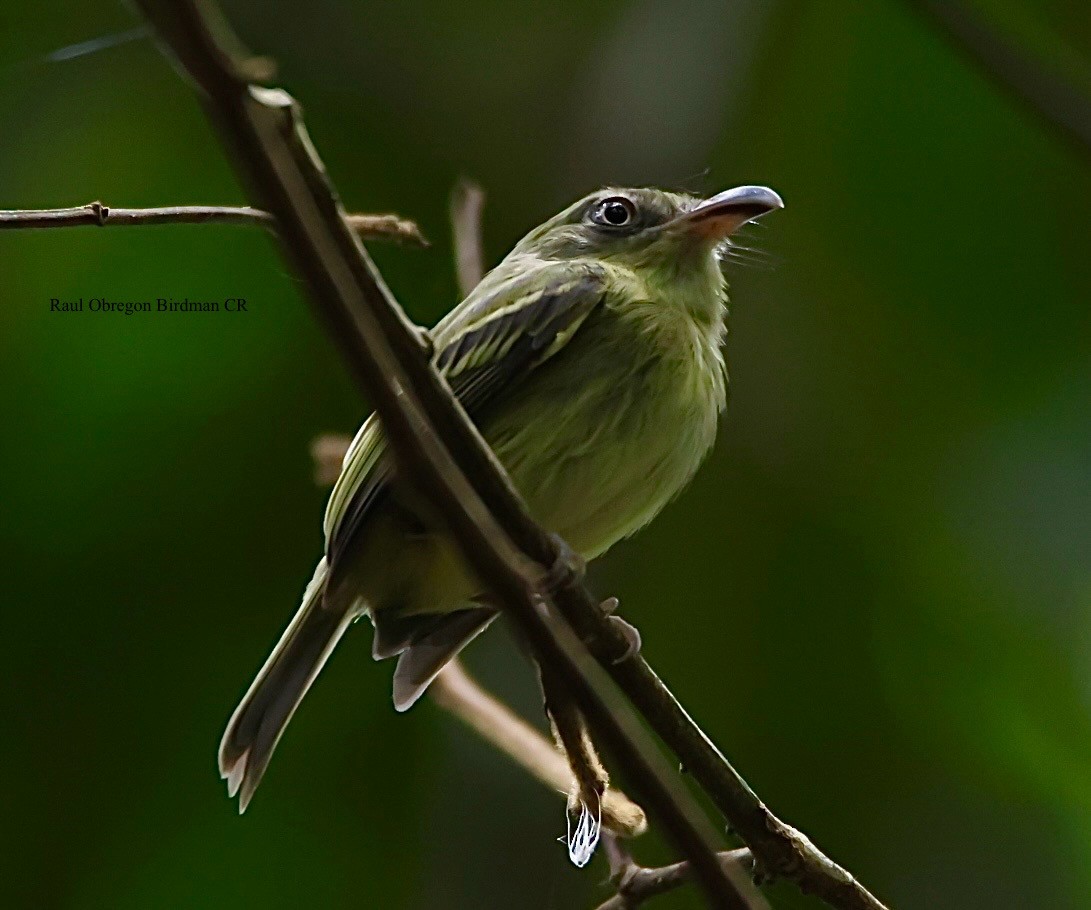 Southern Bentbill - ML645653318