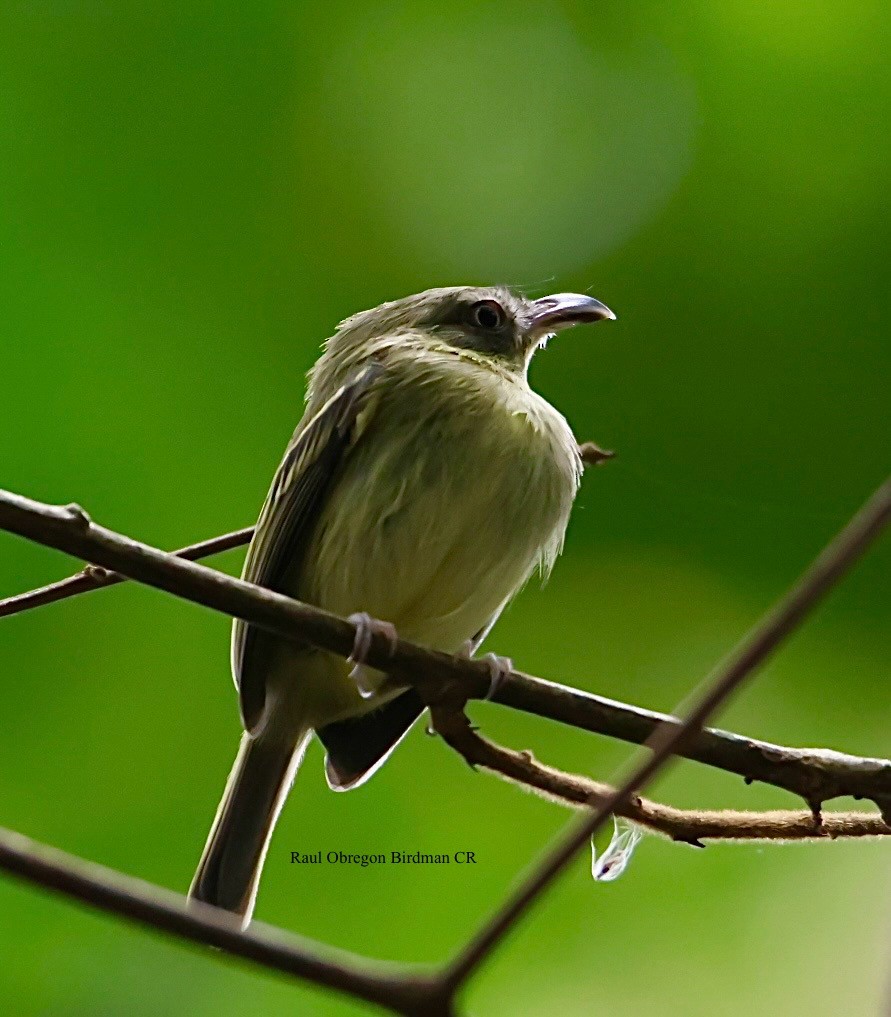 Southern Bentbill - ML645653319