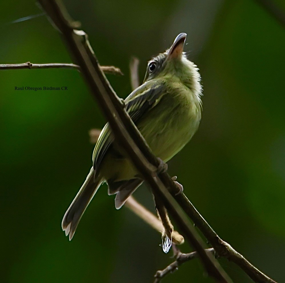 Southern Bentbill - ML645653320