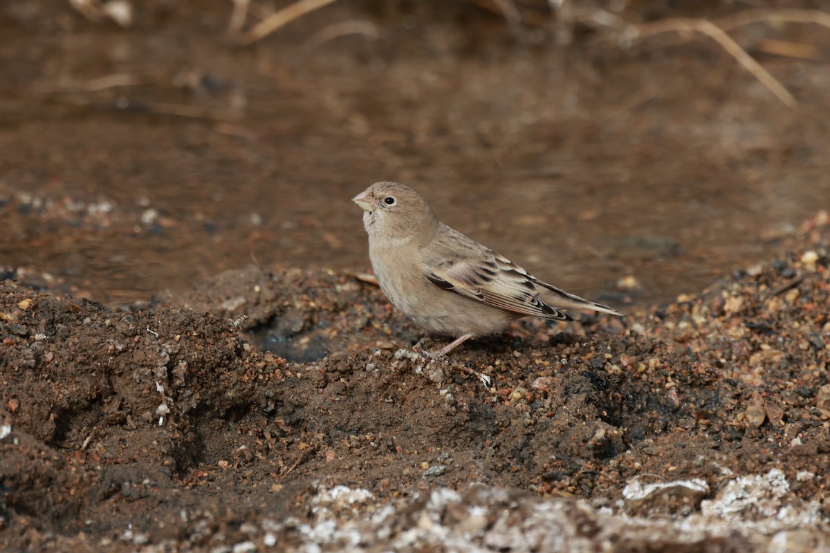 Mongolian Finch - ML645653322