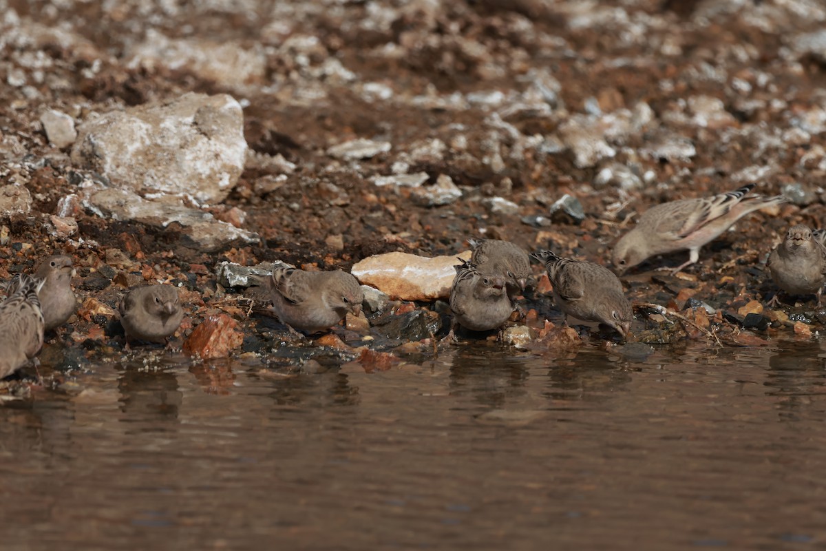 Mongolian Finch - ML645653325