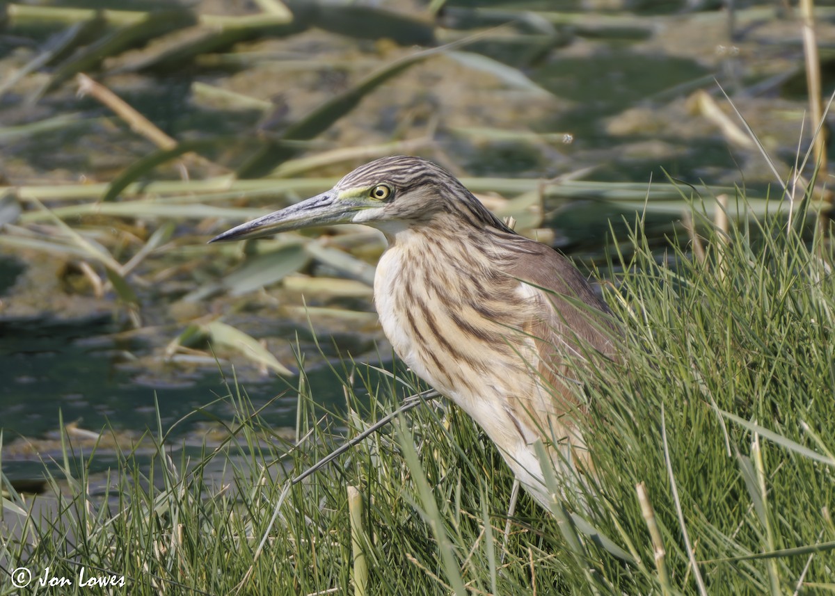 Squacco Heron - ML645653328