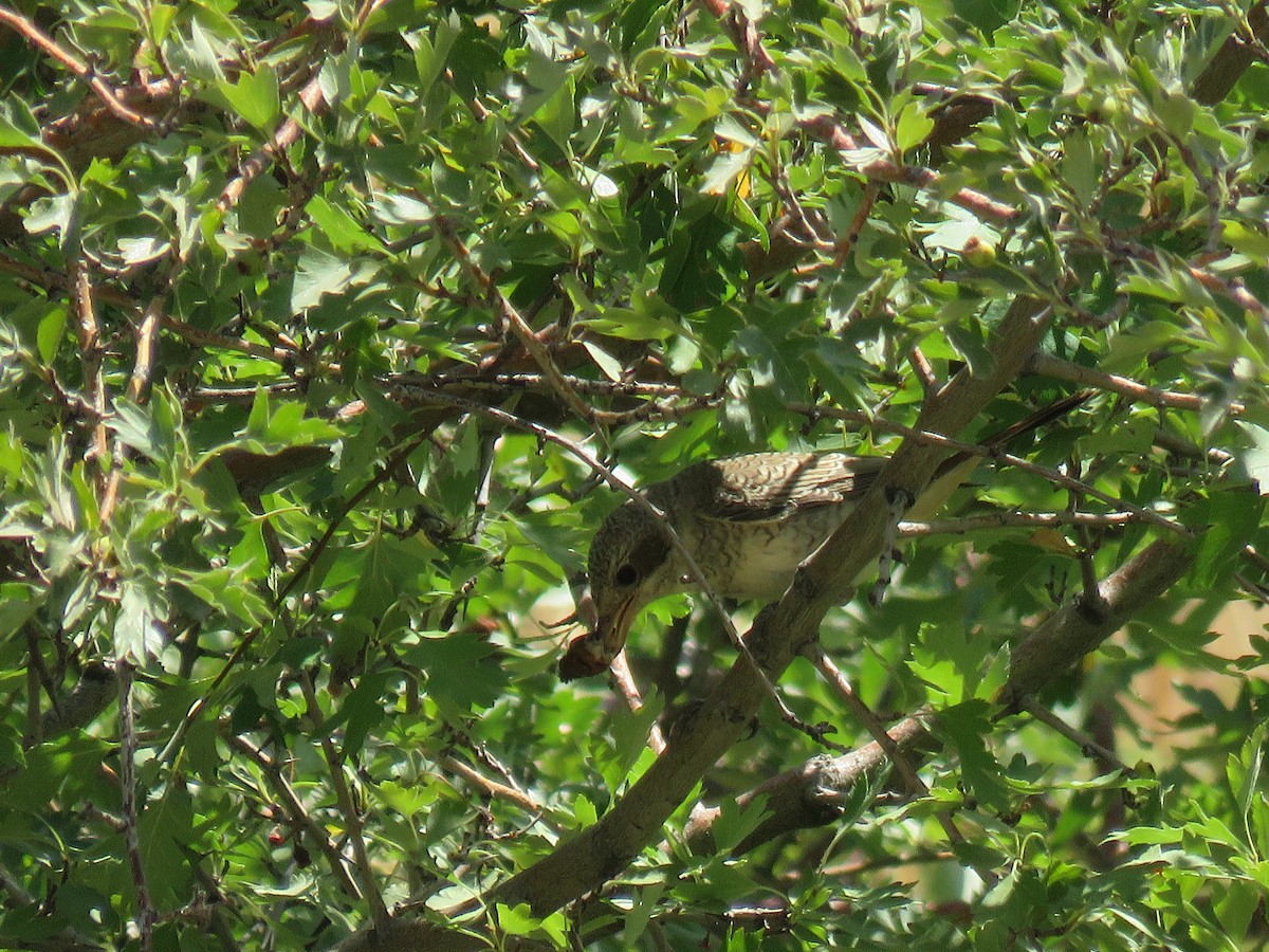 Red-backed Shrike - ML645653330