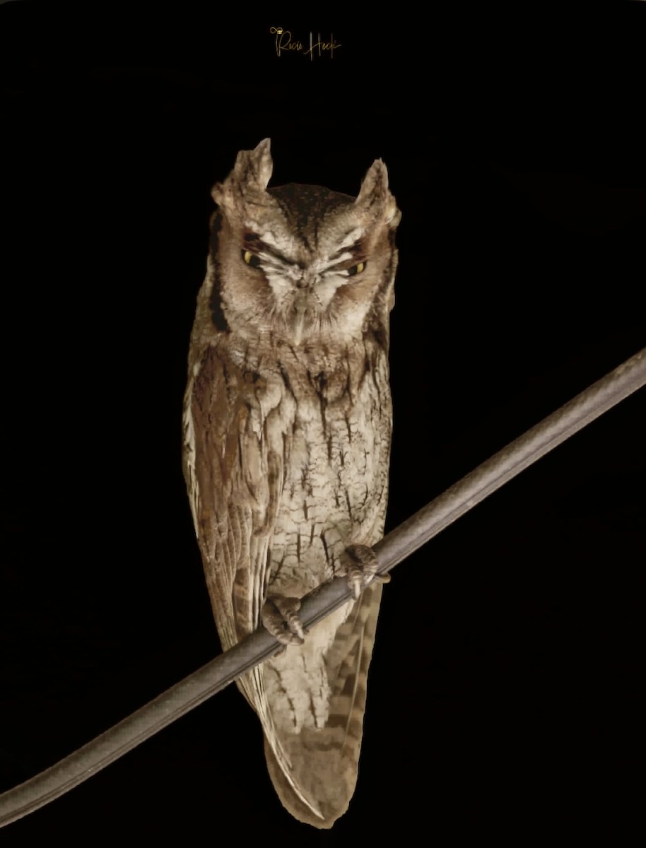 Tropical Screech-Owl - ML645653340