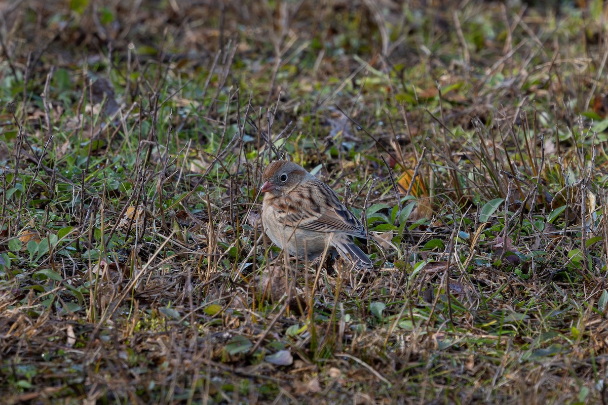 Field Sparrow - ML645653341