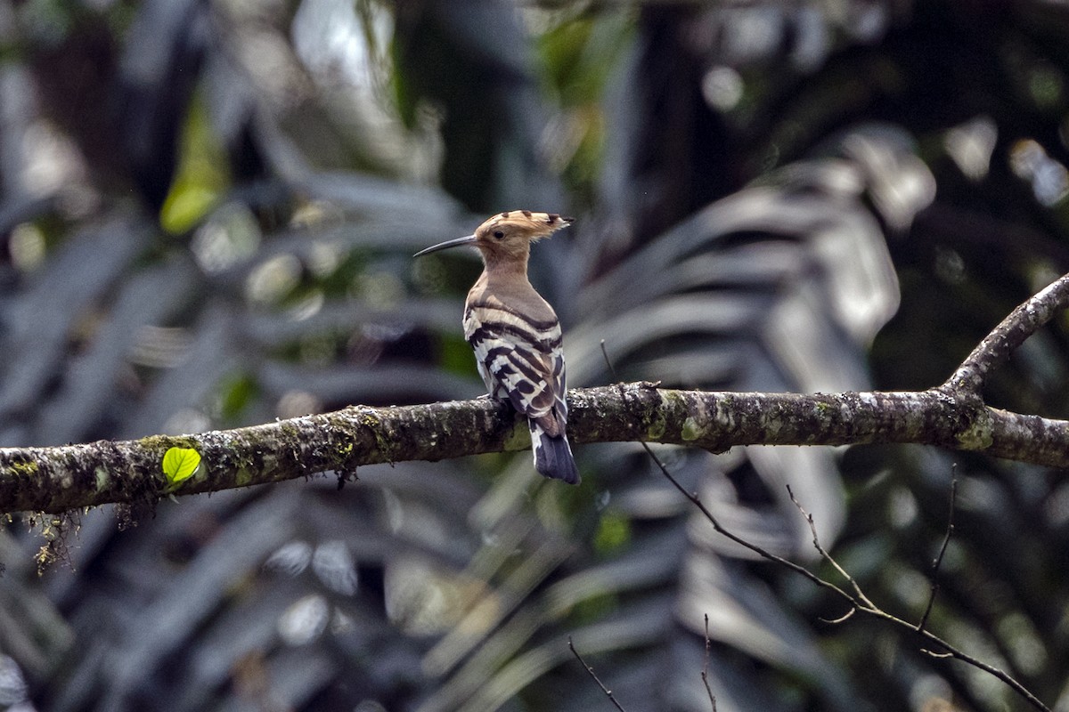 Common Hoopoe (Eurasian) - ML645653342