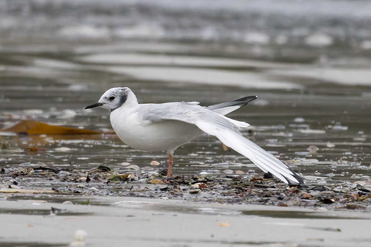 Bonaparte's Gull - ML645653343