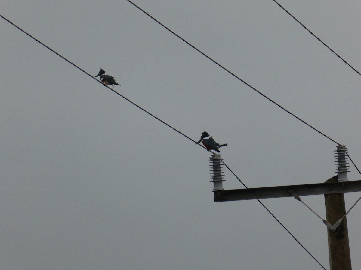 Ringed Kingfisher - ML645653347