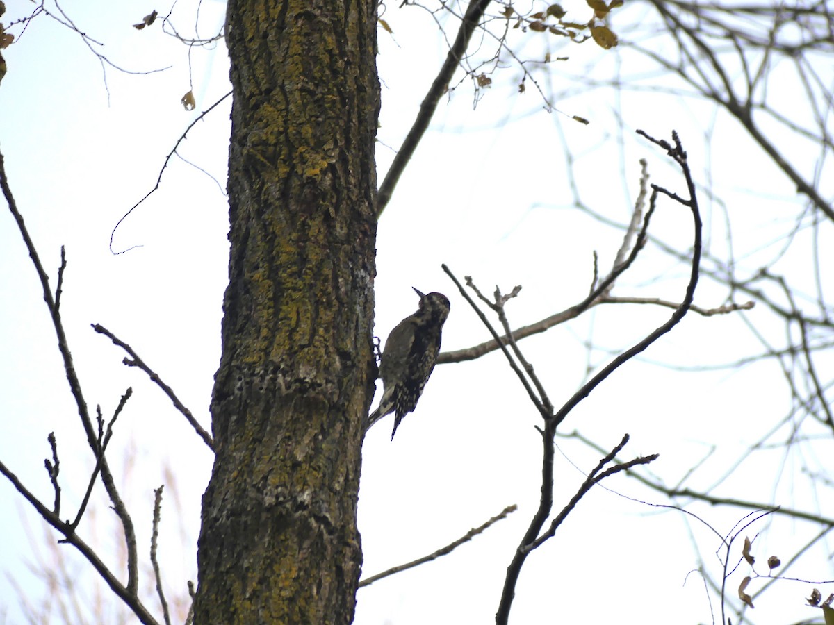 Yellow-bellied Sapsucker - ML645653349