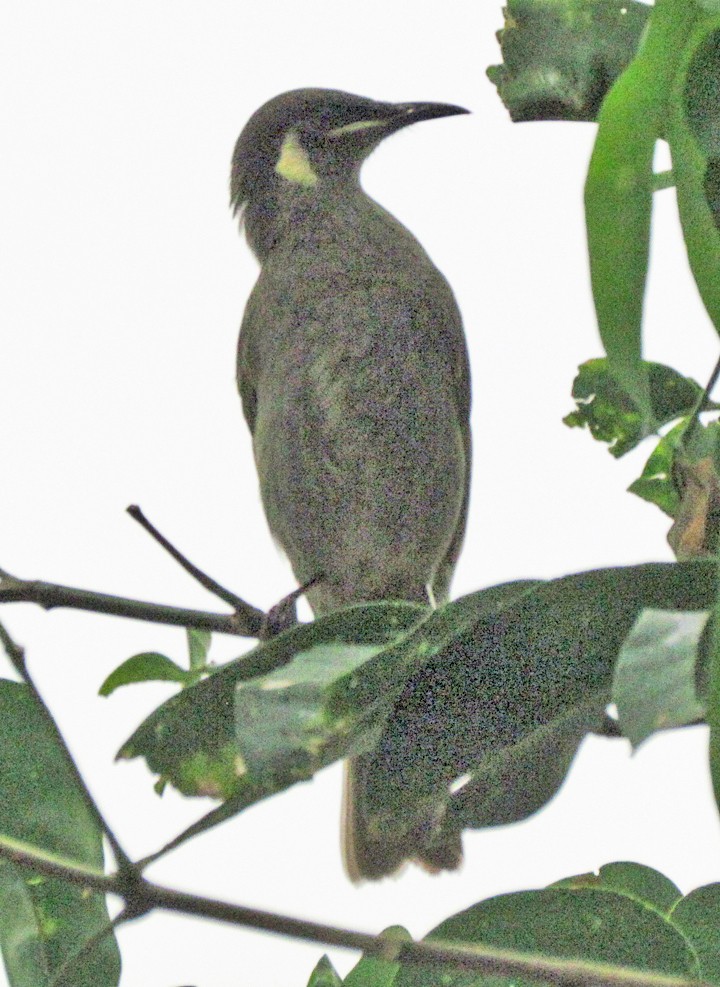 Lewin's Honeyeater - ML645653351