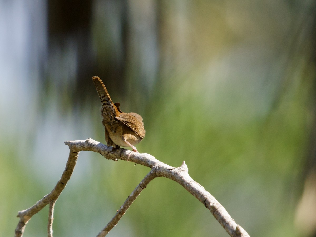 Northern House Wren - ML645653352