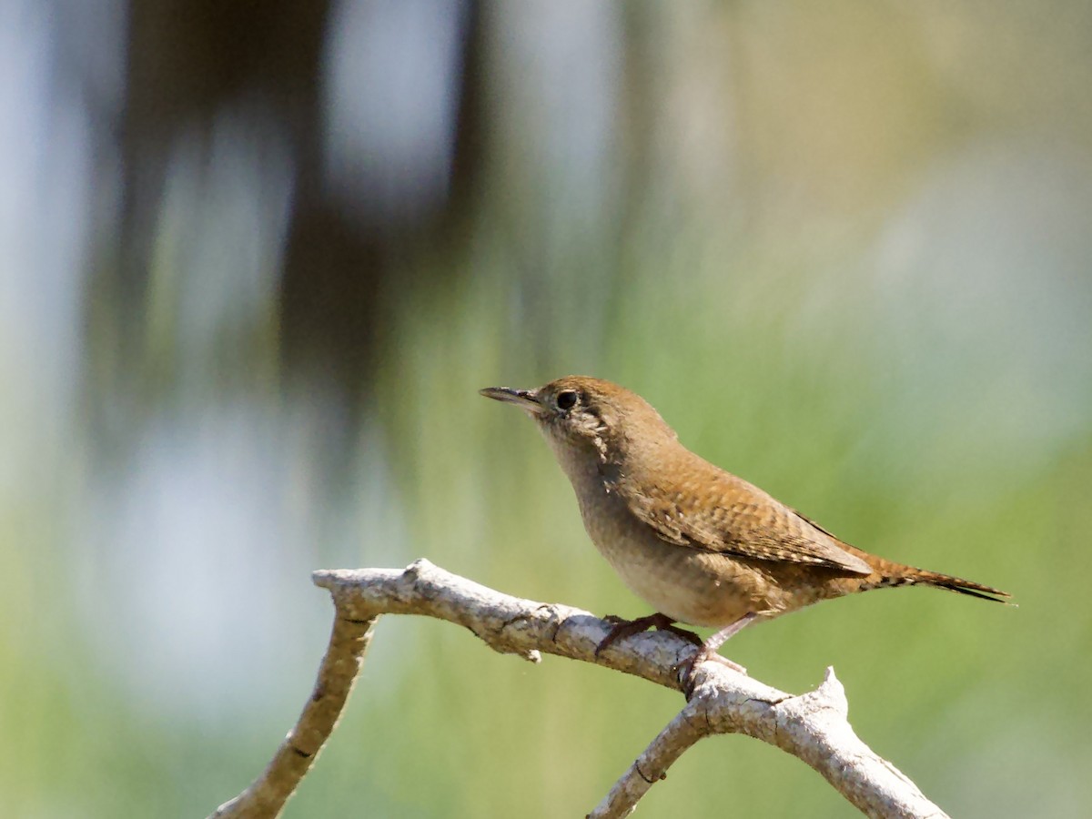 Northern House Wren - ML645653353