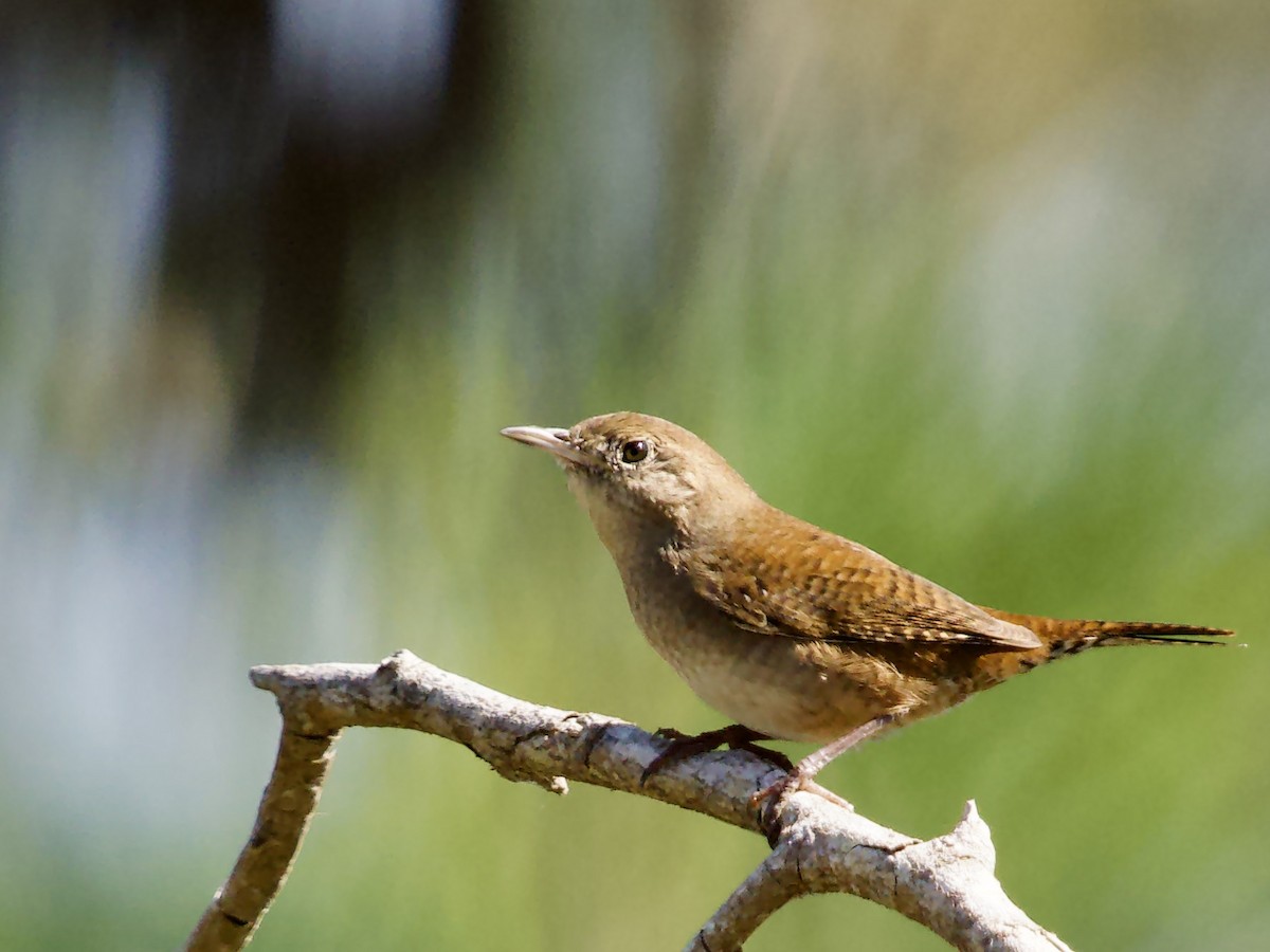 Northern House Wren - ML645653354