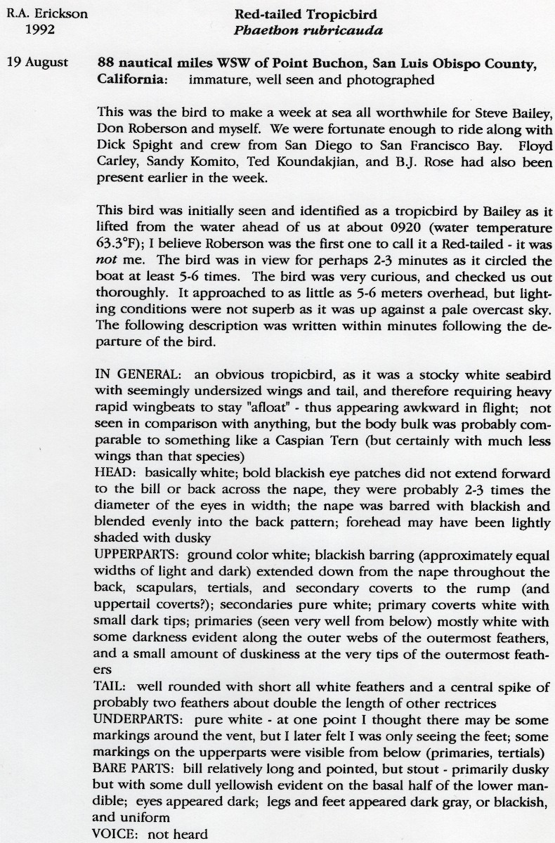 Red-tailed Tropicbird - ML645653356