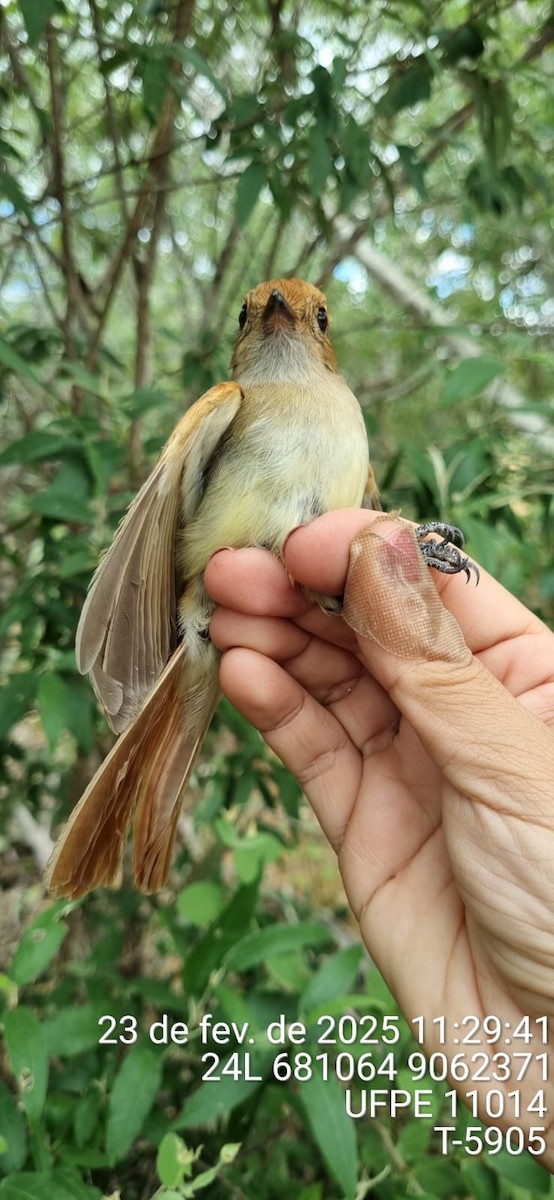 Ash-throated Casiornis - ML645653358