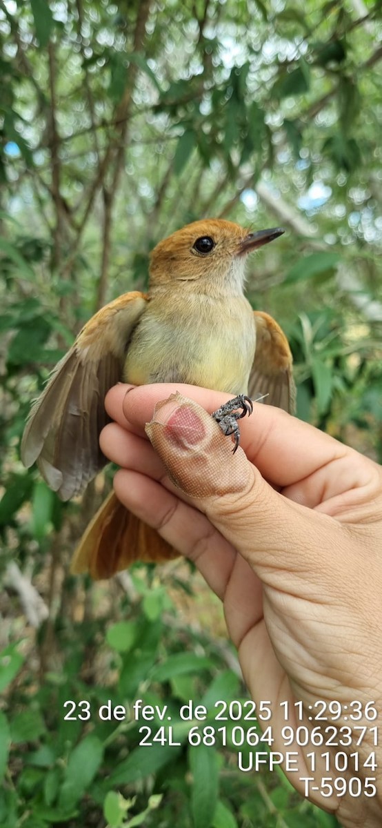 Ash-throated Casiornis - ML645653359