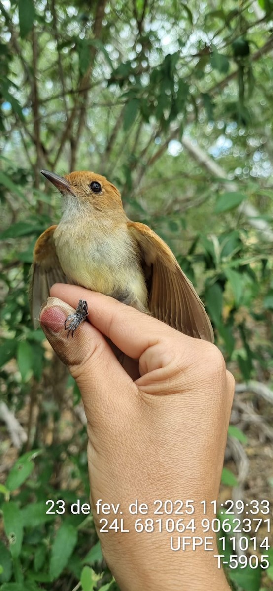 Ash-throated Casiornis - ML645653360