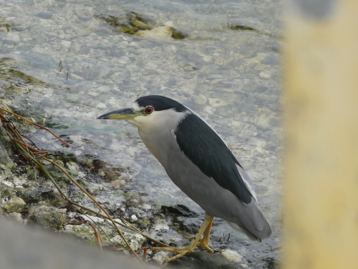 Black-crowned Night Heron - ML645653361