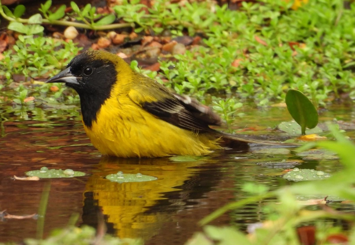 Audubon's Oriole - ML645653362