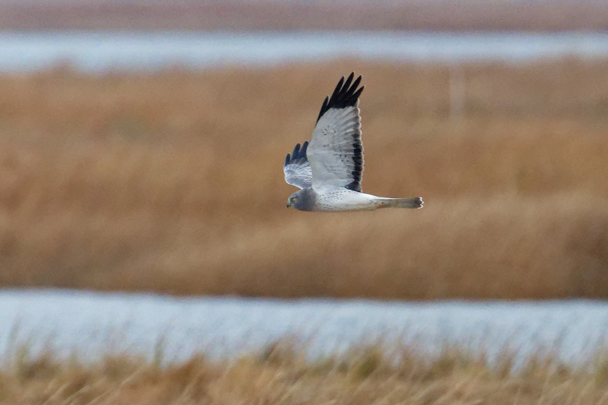 Northern Harrier - ML645653364