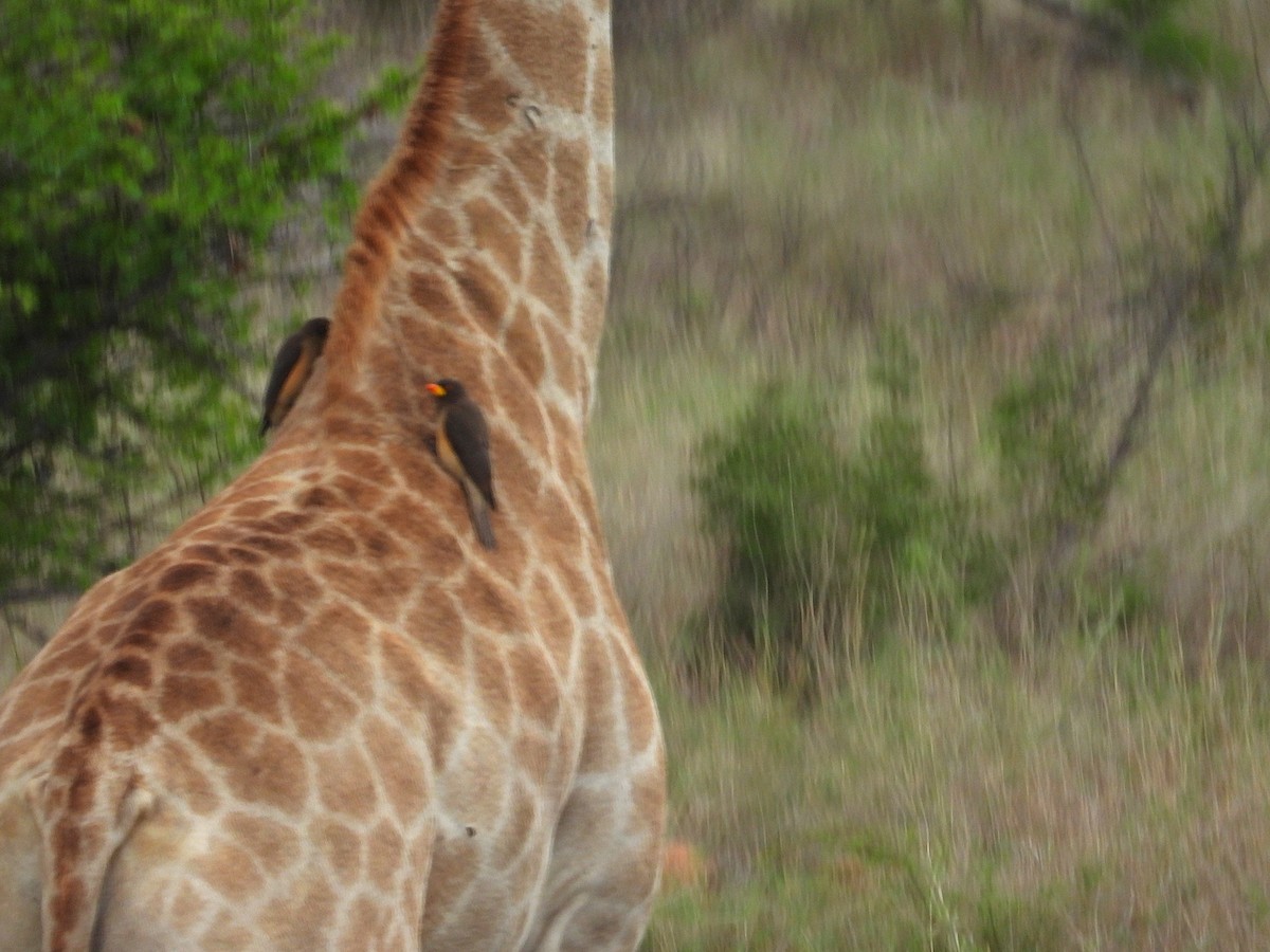 Yellow-billed Oxpecker - ML645653365