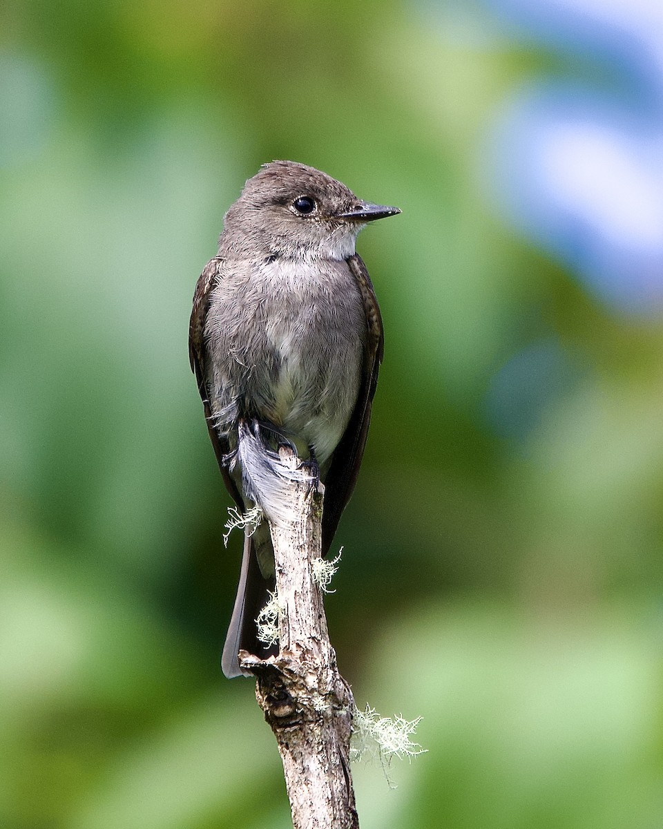 Western Wood-Pewee - ML645653369