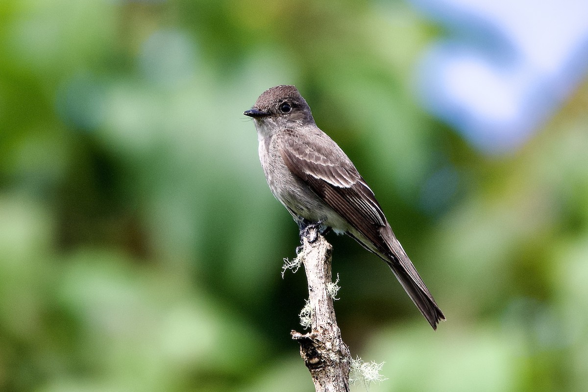 Western Wood-Pewee - ML645653370
