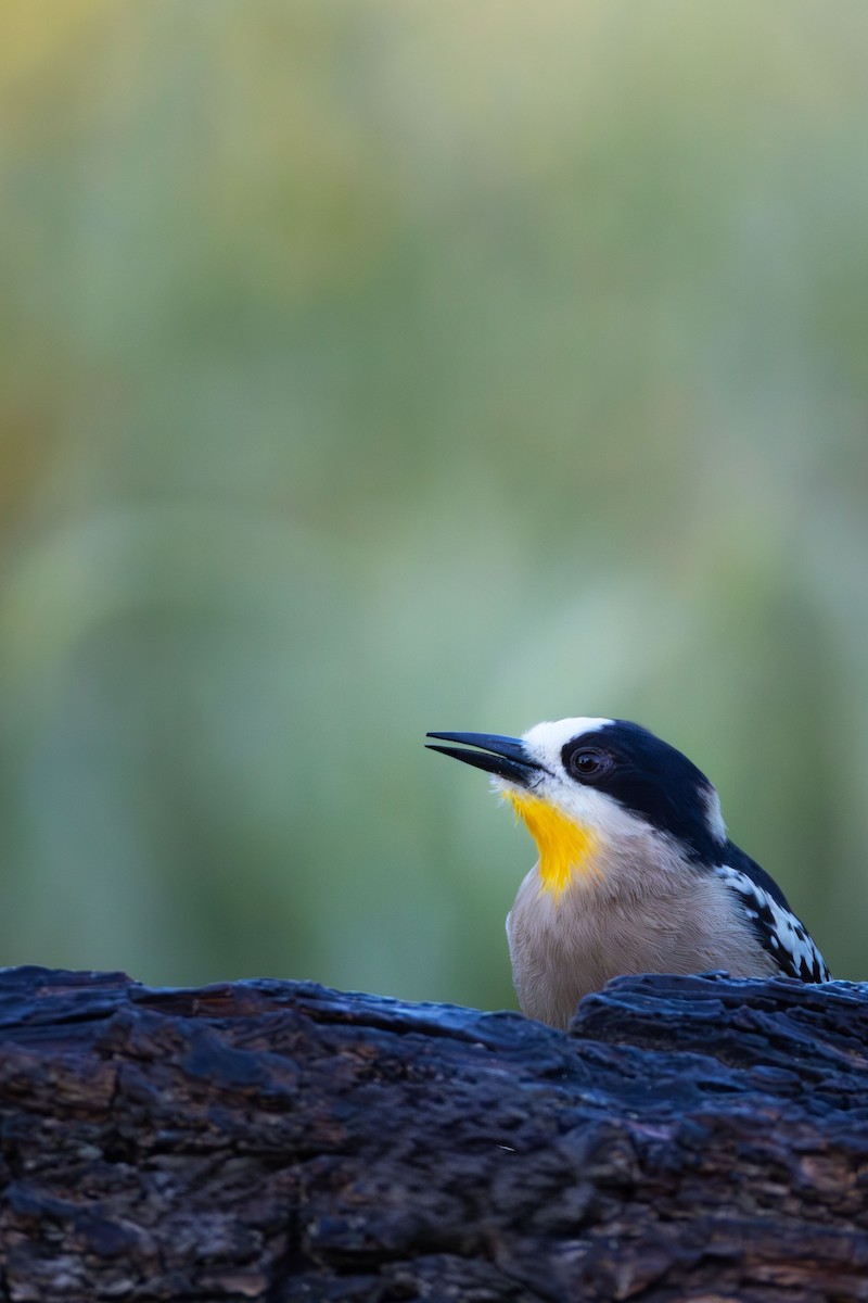 White-fronted Woodpecker - ML645653371