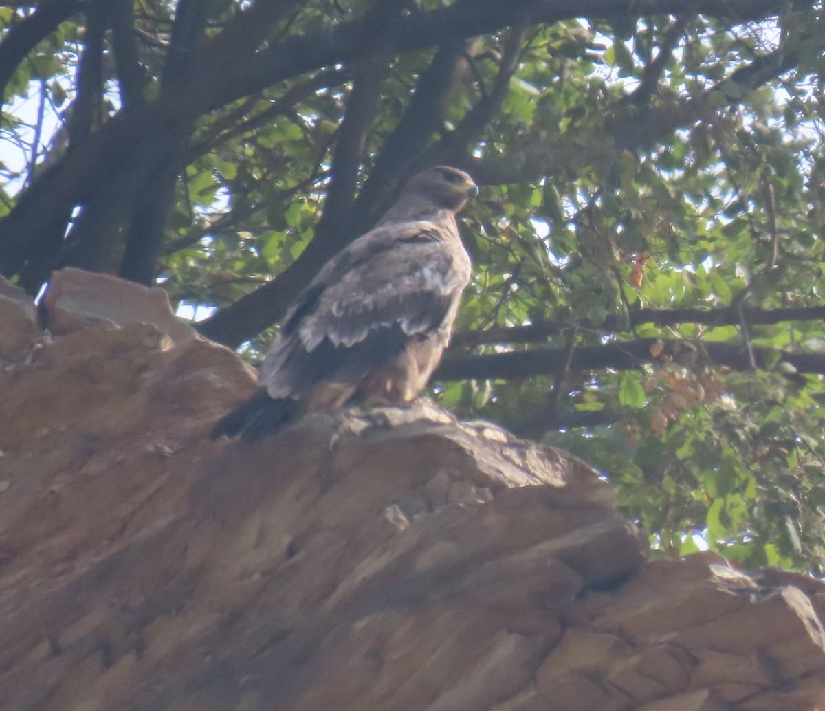 Steppe Eagle - ML645653375