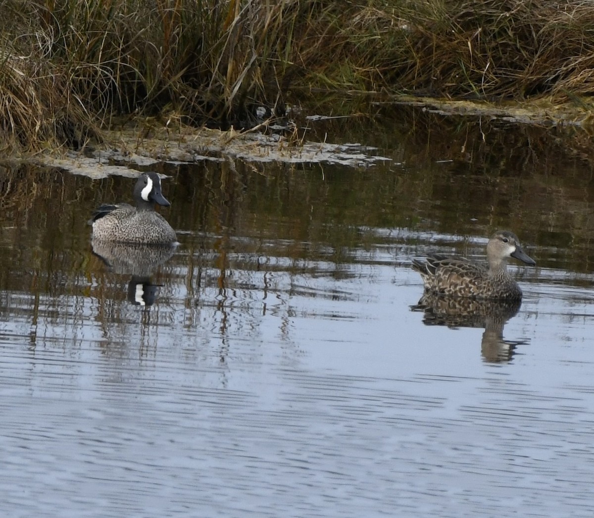 Cerceta Aliazul - ML645653390