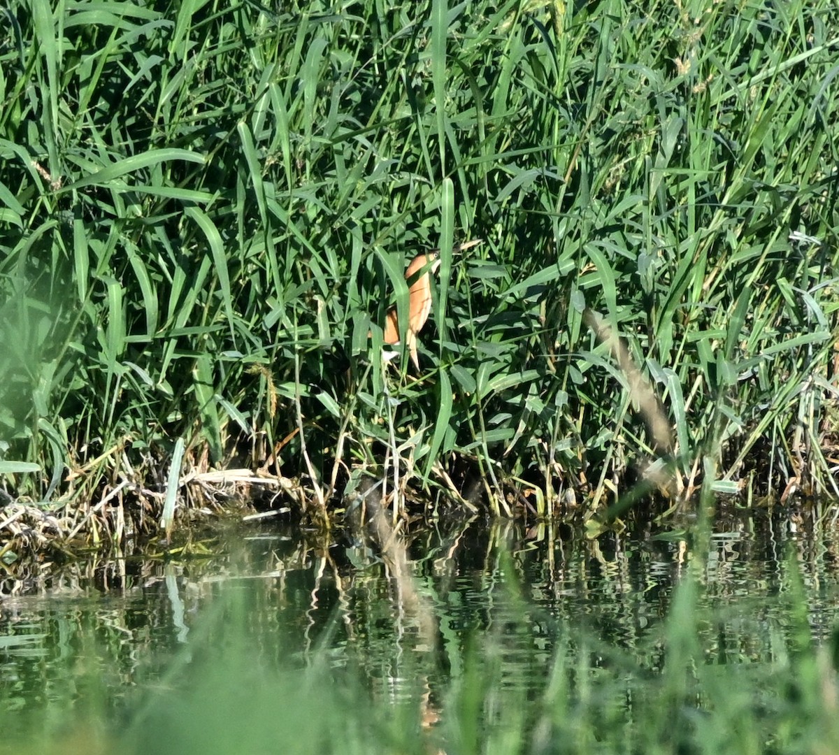 Least Bittern - ML645653396