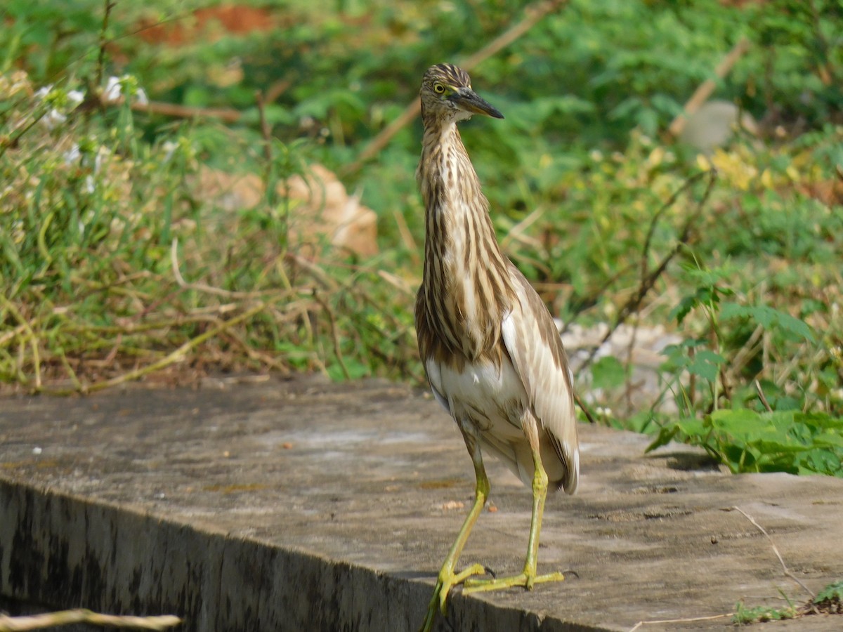 Indian Pond-Heron - ML645653398