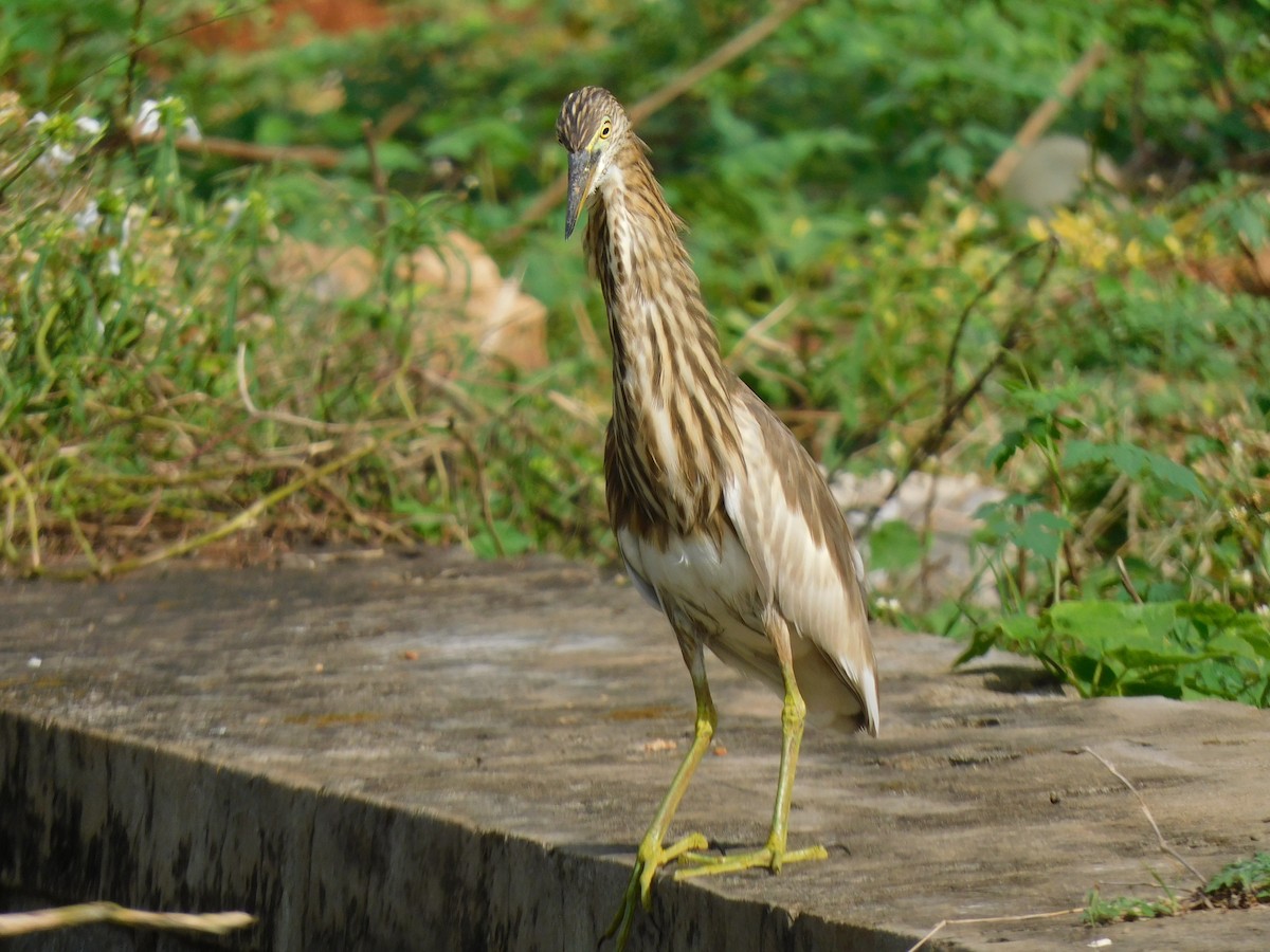 Indian Pond-Heron - ML645653399