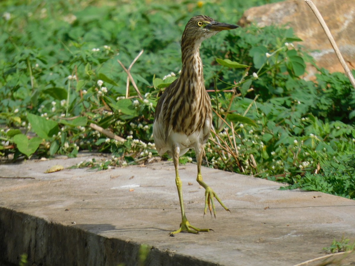 Indian Pond-Heron - ML645653400