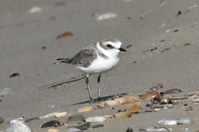 Kentish Plover - ML645653401