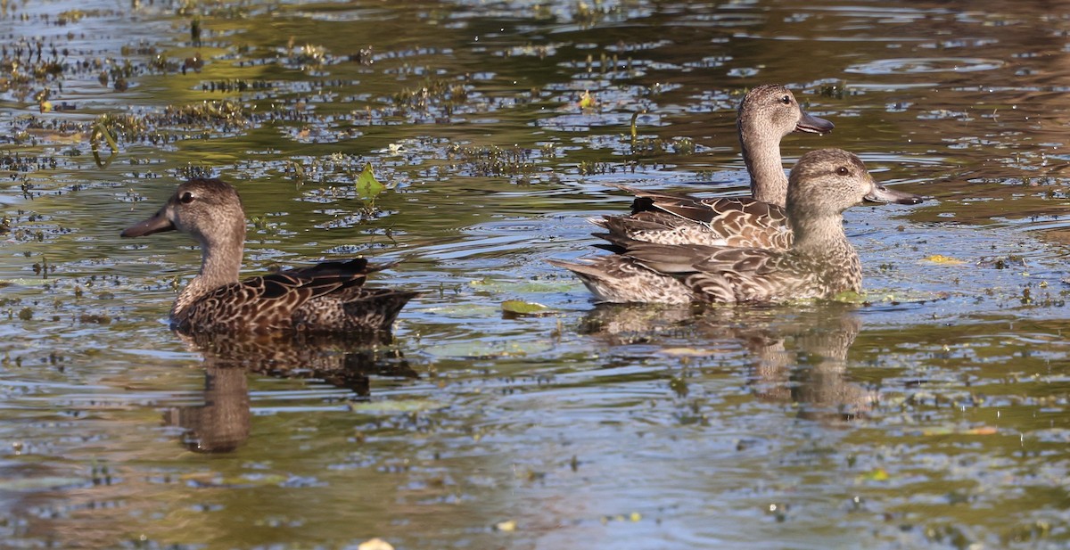 Cerceta Aliazul - ML645653403