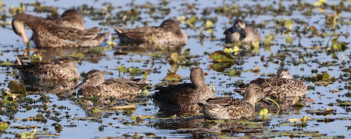 Cerceta Aliazul - ML645653404
