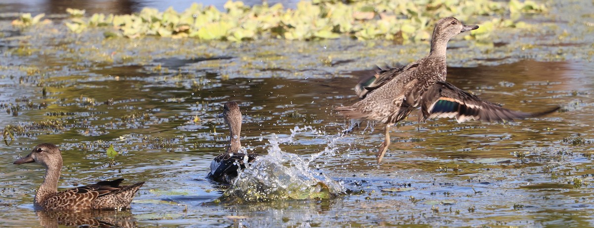 Cerceta Aliazul - ML645653405