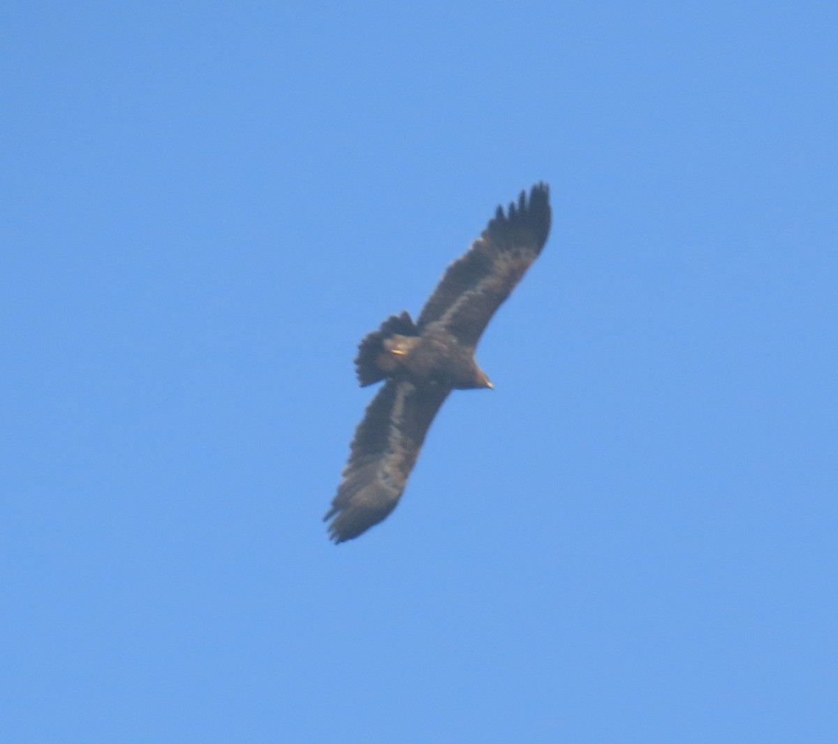 Steppe Eagle - ML645653406