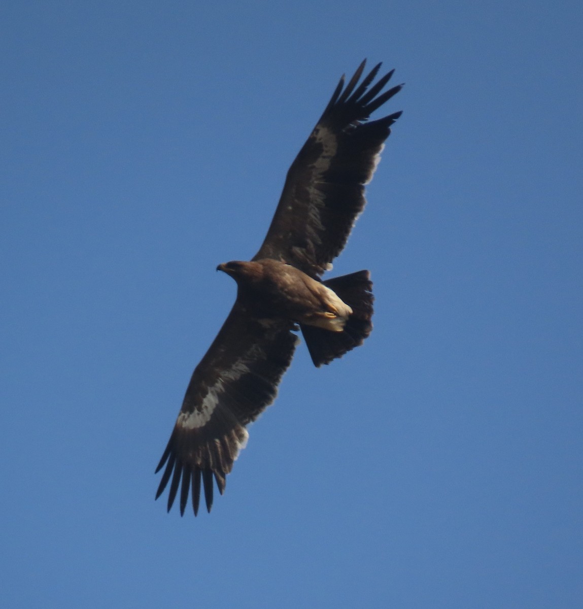 Steppe Eagle - ML645653408