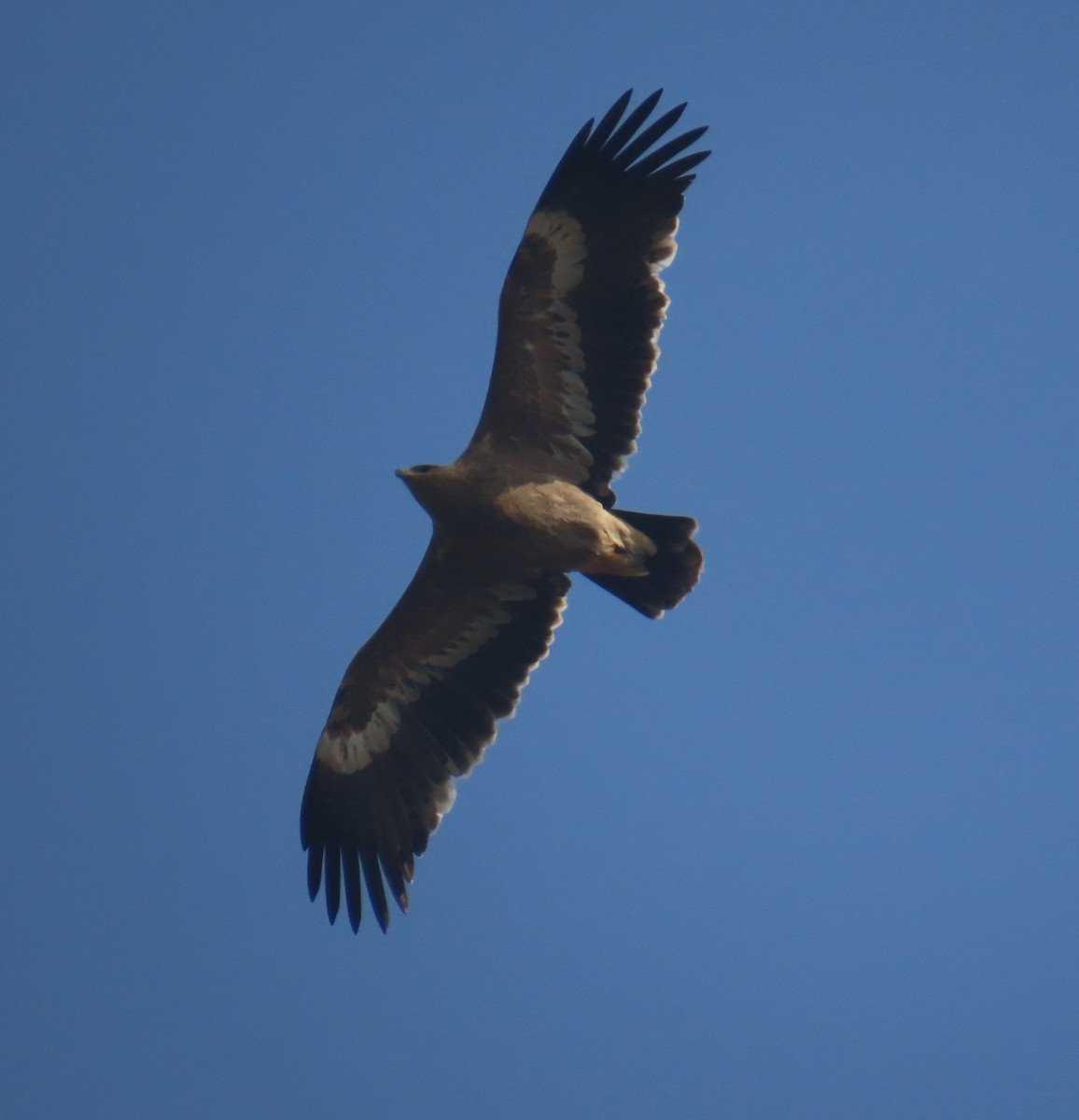 Steppe Eagle - ML645653409