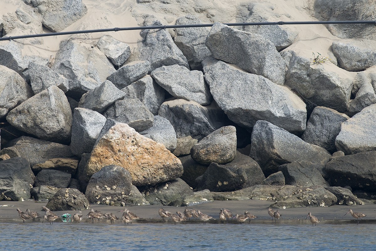 Marbled Godwit - ML64565341