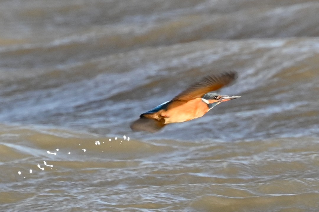 Common Kingfisher - ML645653413