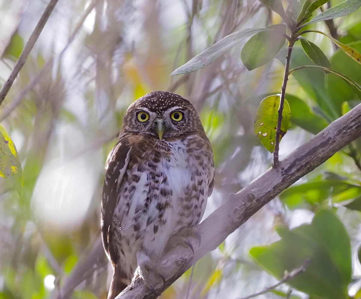 Cuban Pygmy-Owl - ML645653414