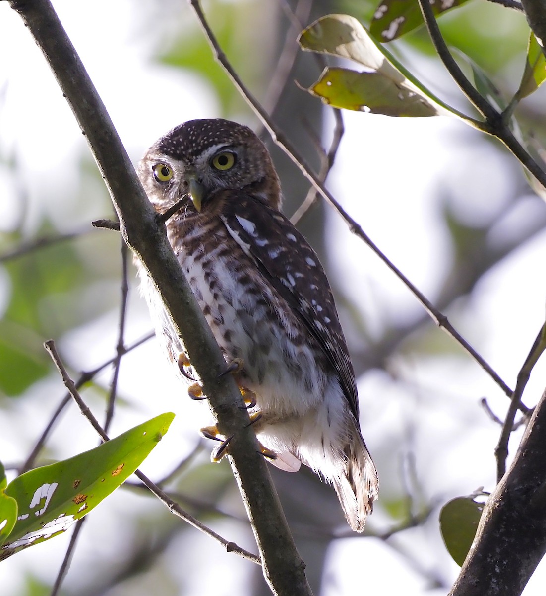 Cuban Pygmy-Owl - ML645653416