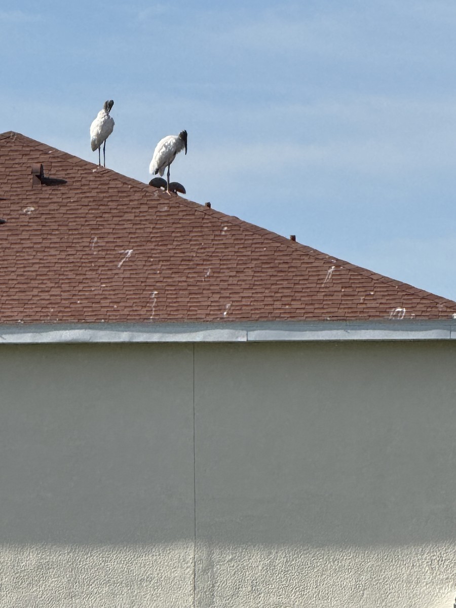 アメリカトキコウ - ML645653427