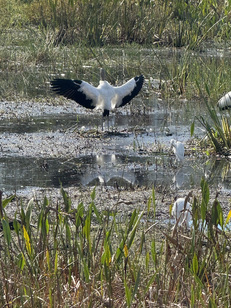 アメリカトキコウ - ML645653428