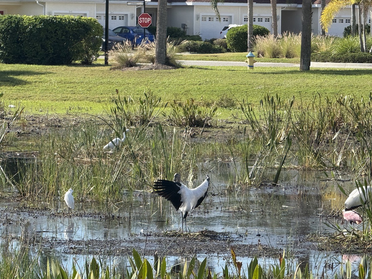 アメリカトキコウ - ML645653429